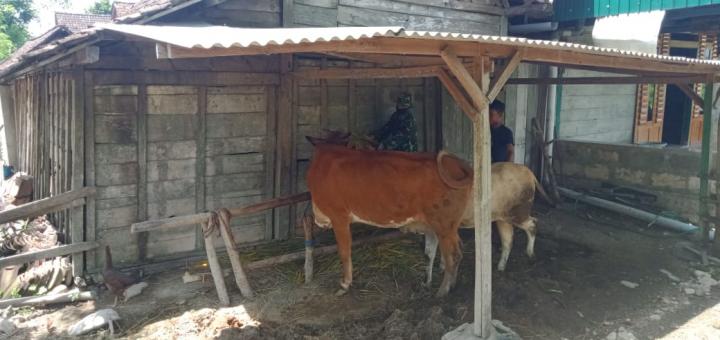 Satgas TMMD Bojonegoro Bantu Warga Berikan Pakan Sapi